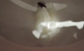 Huge turd dropped in toilet